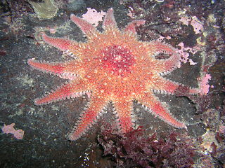 <i>Crossaster</i> Genus of starfishes