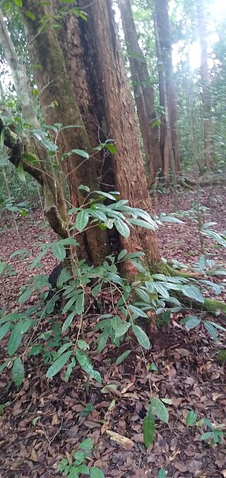 <i>Sacoglottis gabonensis</i> Species of tree