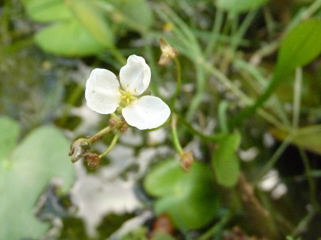 Sagittaria pygmaea