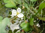 Miniatura para Sagittaria pygmaea