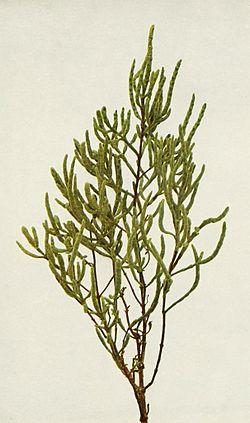 Salicornia depressa WFNY-049B.jpg