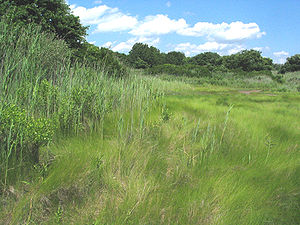 Salt Marsh