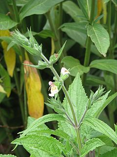 <i>Salvia koyamae</i> Species of plant