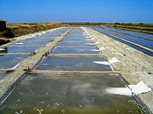 Saltkräfta Tuzlu göl sularında Tuz göllerinde Artemia salina