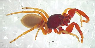 Palpimanidae Family of spiders