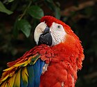 Scarlet macaw, Honduras