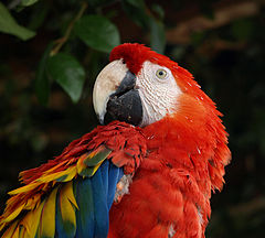 Scarlet macaw, Honduras