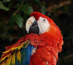 Scarlet-Macaw.jpg