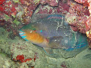 Parrotfish