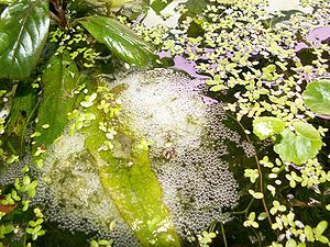 Dwarf gourami bubble nest made of bubbles, floating plants and plant parts which were torn from a Hydrocotyle by the gourami male. Schaumnest.jpg