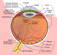 Ojo