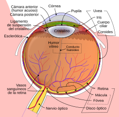 File:Schematic diagram of the human eye-es.svg - Wikimedia Commons