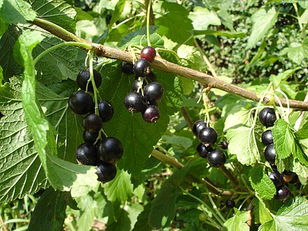 Рос смородина. Смородина ribes nigrum. Смородина чёрная (ríbes nígrum). Ribes nigrum смородина чёрная куст. Смородина черная ribes nigrum деликатесная.