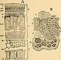 Thumbnail for File:Scientific and applied pharmacognosy intended for the use of students in pharmacy, as a hand book for pharmacists, and as a reference book for food and drug analysts and pharmacologists (1920) (14783590895).jpg