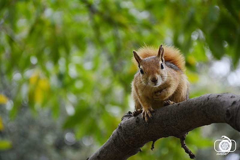 File:Sciurus anomalus 117684377.jpg