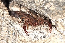 Centruroides limpidus in its rocky shelter Scorpion Centruroides limpidus (14587304901).jpg