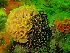 Scrolled false corals