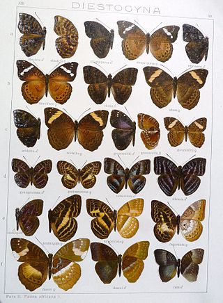<i>Euriphene atrovirens</i> Species of butterfly