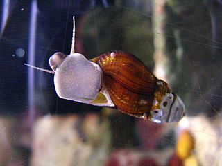 <i>Semisulcospira</i> Genus of gastropods