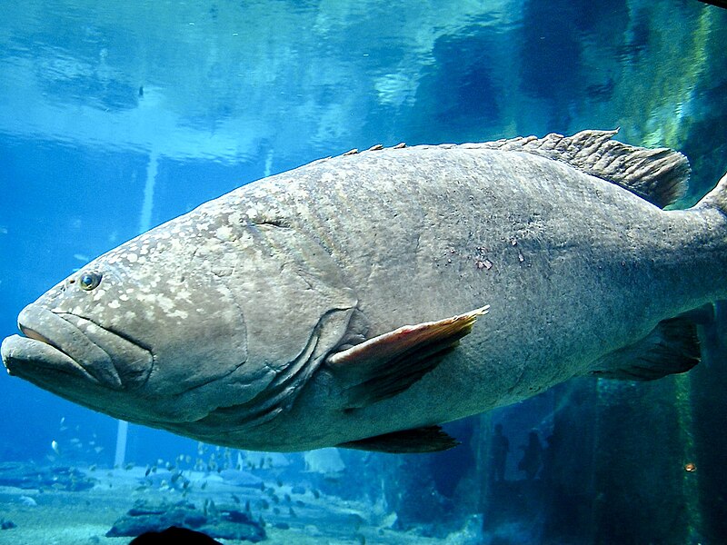 File:Serranidae Epinephelus lanceolatus 1.jpg