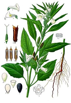 Sesamum indicum - Köhler–s Medizinal-Pflanzen-129.jpg