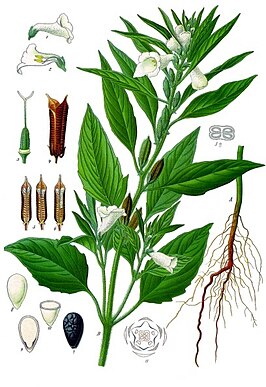 Sesamaceae