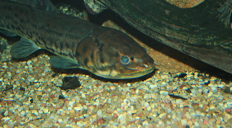 File:SheddFish.JPG