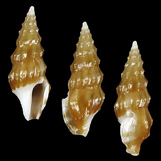 <i>Clavus particolor</i> Species of gastropod