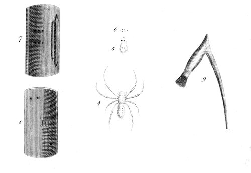 Engraving of a shield, a spider, and a checkmark-shaped hatchet