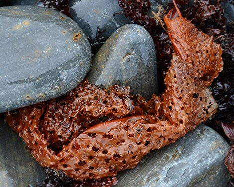 Sieve Kelp (Agarum clathratum)