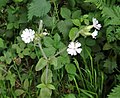 Silene dioica or Silene latifolia?