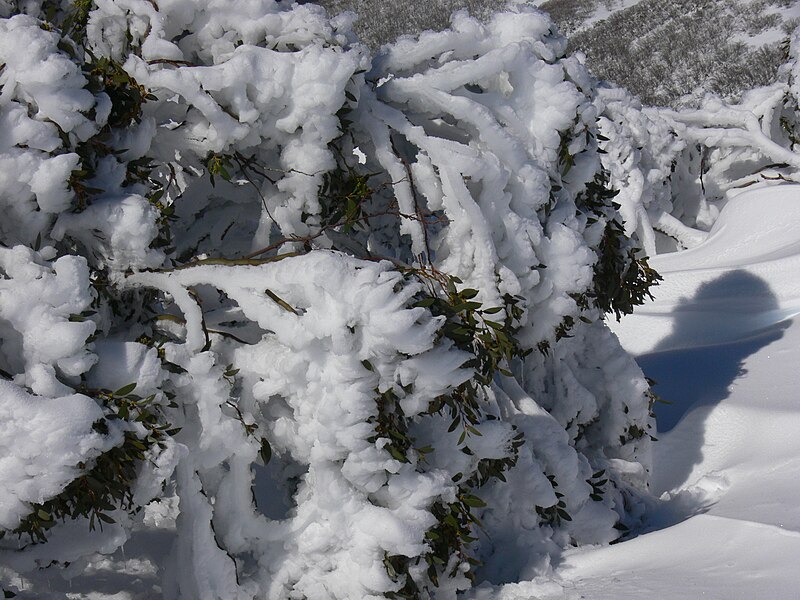 File:Snow Gum 2.JPG