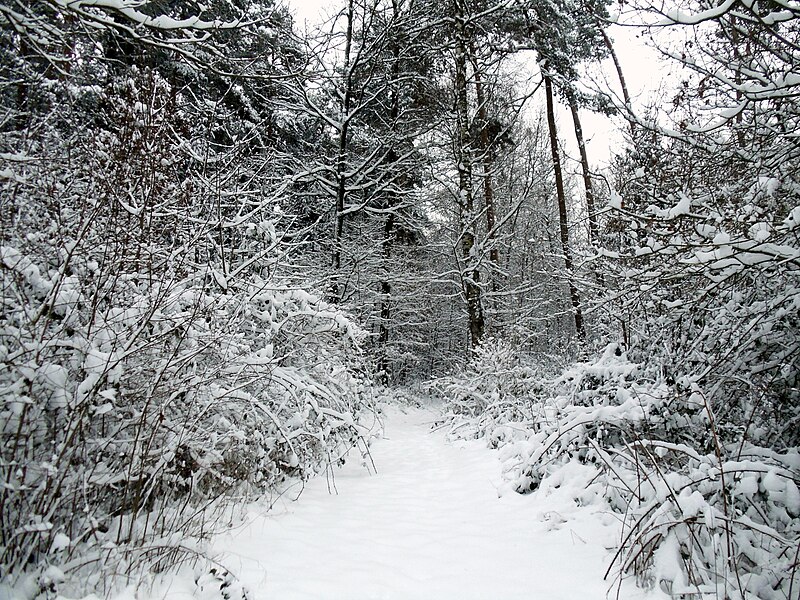 File:Snowy path - Flickr - Stiller Beobachter.jpg