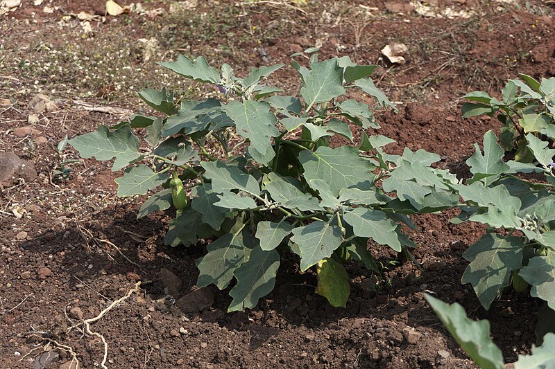 File:Solanum melongena L. (51008957482).jpg