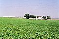 Soybean Field, Perkins, IA 2005 (6576490785).jpg
