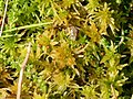 Sphagnum palustreBryopsida