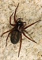 * Nomination Spider in Central Delhi --Eatcha 21:00, 1 April 2019 (UTC) * Decline  Oppose poor quality and not identified. Charlesjsharp 22:19, 1 April 2019 (UTC)