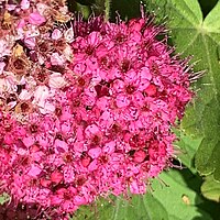 Spiraea japonica flowers