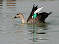 Spot-billed Duck (Anas poecilorhyncha) bathing in Hyderabad W IMG 7174.jpg