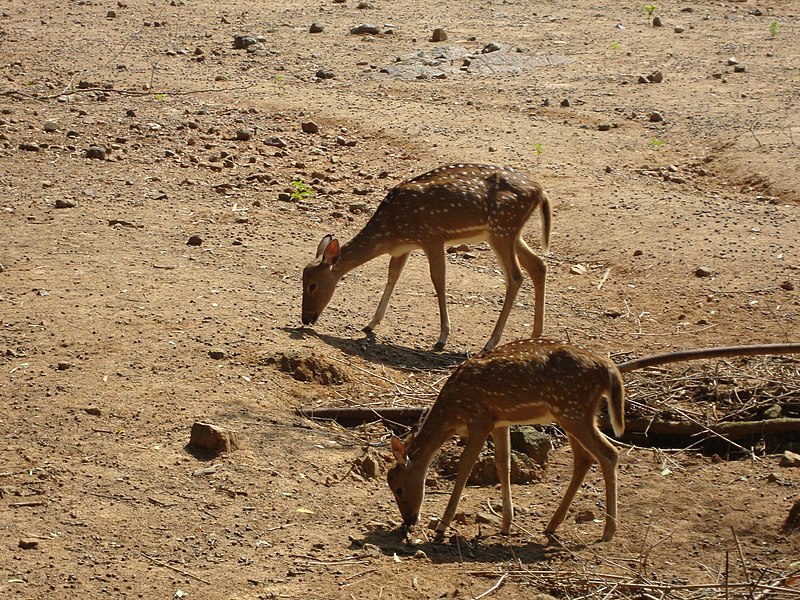 File:Spotted Deer in Vandaloor Zoo.JPG