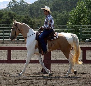 Spotted Saddle Horse American breed of horse