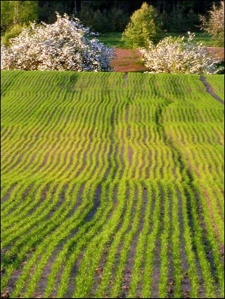 File:Spring - panoramio - Laima Gūtmane (simka… (1).jpg