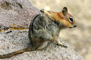 Squirrel Scratching the Armpit with its Hindlimb.jpg