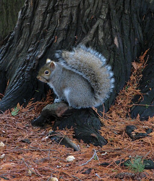 File:StanSquirrel.jpg