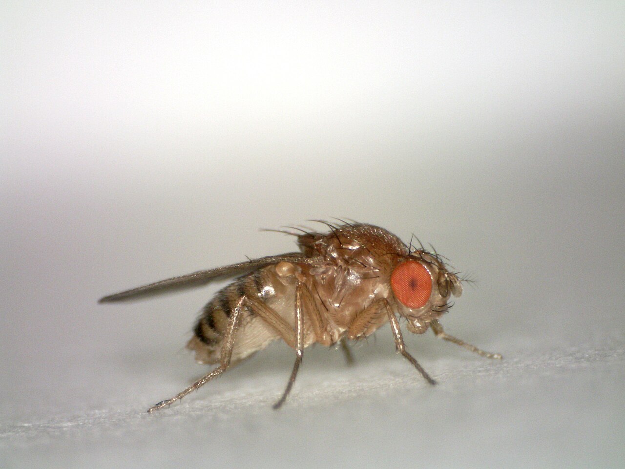 Drosophila melanogaster - Wikipedia