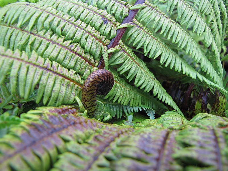 File:Starr-091120-9918-Diplopterygium pinnatum-fronds unfurling-White Lightning LZ East Maui-Maui (24695398950).jpg