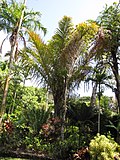 Starr-120522-5942-Raphia farinifera-habit-Iao Tropical Gardens of Maui-Maui (25116581256).jpg