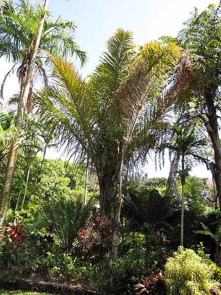 File:Starr-120522-5942-Raphia farinifera-habit-Iao Tropical Gardens of Maui-Maui (25116581256).jpg