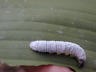 Erionota thrax caterpillar on a banana leaf (Musa sp.), Maui, Hawaii Starr 020813-0020 Musa sp..jpg