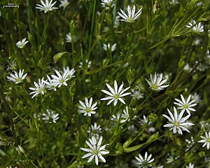 Stellaria longifolia (3816685972) .jpg